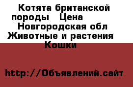 Котята британской породы › Цена ­ 1 500 - Новгородская обл. Животные и растения » Кошки   